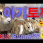 [아기토끼] 토끼!! 🐰 아기토끼!!!! 대체 무슨 일이!!!!! (bunny,rabbit) 토끼출산 (Mother rabbit and her cute baby rabbits)