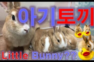 [아기토끼] 토끼!! 🐰 아기토끼!!!! 대체 무슨 일이!!!!! (bunny,rabbit) 토끼출산 (Mother rabbit and her cute baby rabbits)