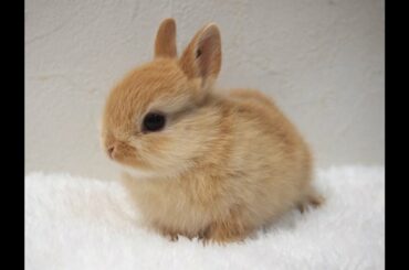 🐇 cute rabbit 🐇