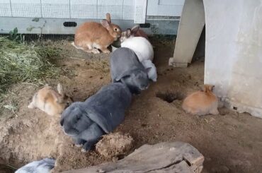 Itty Bitty Baby Bunny Binkies