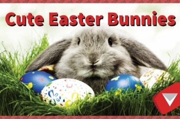 Cute Easter bunny compilation for kids (BEST TOP 10 VIDEOS)