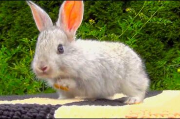 Baby Bunny First Time Outside