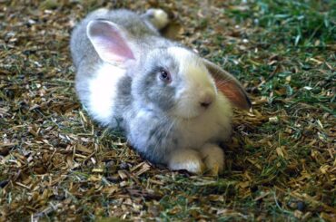 Rabbit Bunny Wildlife Park Caversham Australia