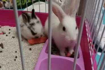 Cute bunnies! 🐰💜