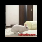 Cute rabbit ||cutepie rabbit