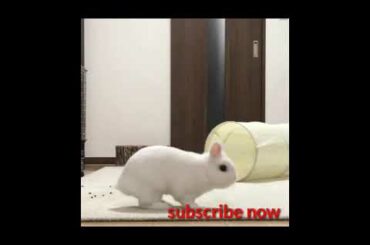 Cute rabbit ||cutepie rabbit