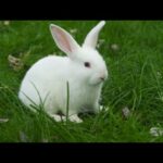 the cutest baby Bunny rabbit compilation ever  baby rabbit video part 1