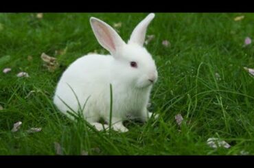 the cutest baby Bunny rabbit compilation ever  baby rabbit video part 1