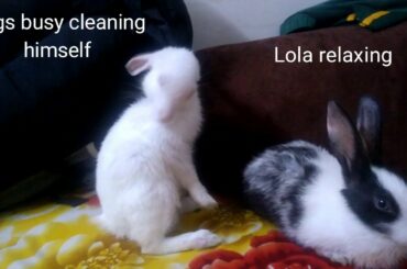 Baby rabbit welcoming | cute baby rabbits cleaning themselves | baby bugs and Lola