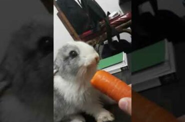 Cute bunnies😊🐰