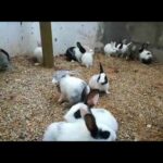 cute little rabbits dancing with joy