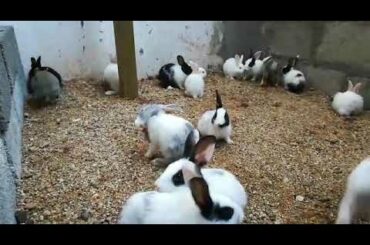 cute little rabbits dancing with joy