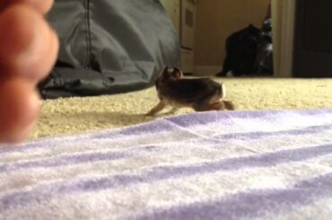 Cutest Baby Bunny Ever