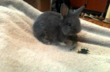 Cute baby bunny rabbit eating dill