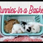 Cute Baby Bunnies in a Basket
