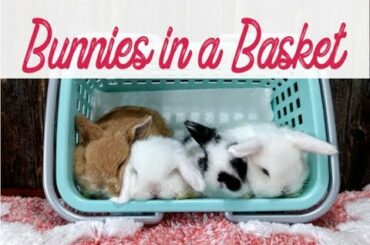 Cute Baby Bunnies in a Basket
