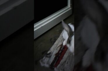 My Cute Bini |  My Rabbit |  Eating cabez ❤
