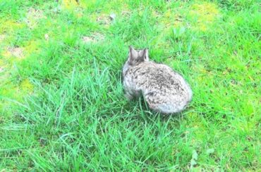 Really Cute Baby Bunny Walking Outside in Grass, Funny Pet