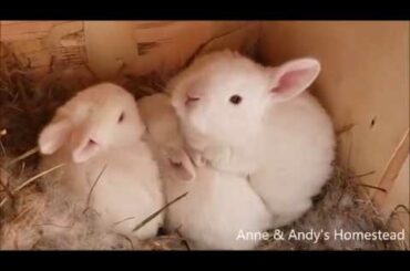 CUTE Bunnies & A FUNNY Chicken!!