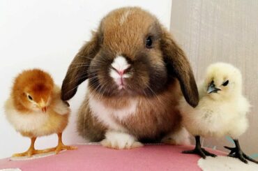 Bunny And Chick Are Best Of Friends