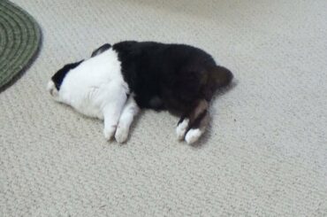 Sleeping rabbit dreaming about making a poop