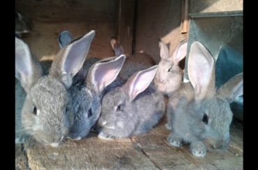 Our Cute Baby Bunnies enjoying 1st autumn day) - compilation 2015, september