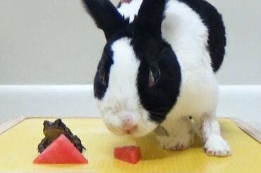 Rabbit eating with frog ASMR