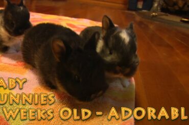 Baby Bunnies 2 WEEKS old SO ADORABLE - Cute rabbits