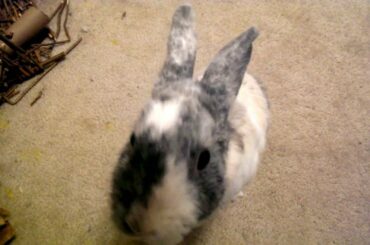 Rover Sitter Pet Sitting a Cute Bunny Rabbit