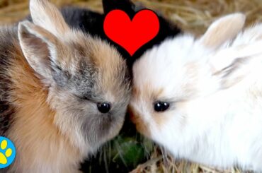 TINY, ADORABLE BABY BUNNIES!! 😱😍