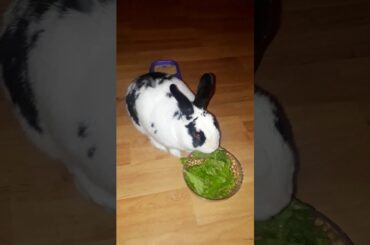 CUTE BUNNY EATING A SALAD.