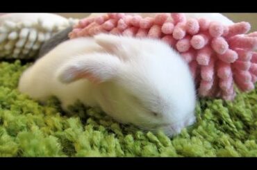 Baby Bunnies Befriend Bunny Sponges!