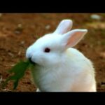 Cute bunny Rabbit #playing