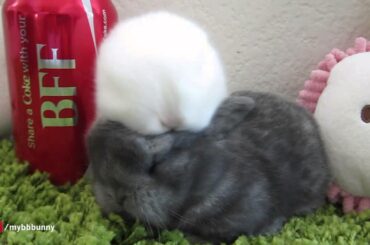 CUTE BFF Baby Bunnies Groom Each Other!