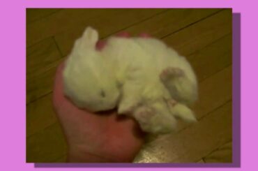 Sleepy Baby Bunny.. EXPLODING!!!!!!!!!!!!!!!!!!!!!
