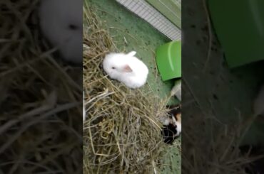 Cute bunny