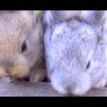 Two Funny Baby Bunnies in My Backyard