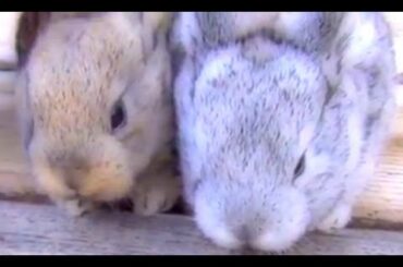 Two Funny Baby Bunnies in My Backyard