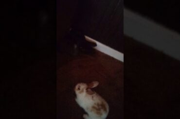 CUTE bunny🐰🐰🐰