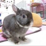 binkies!! #2 cute rabbit bunny Moko