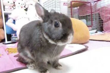 binkies!! #2 cute rabbit bunny Moko