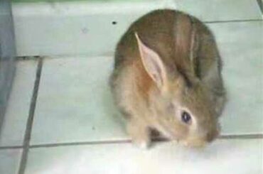 Baby Brown Bunny being cute.