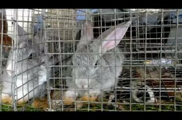 Cute Rabbit Sellers & Breeders At Kolkata Galiff Street pet Market