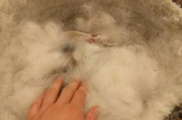 Baby Bunnies make the cutest sound!