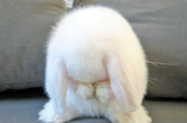 Cute toy bunny clean itself and face compilation