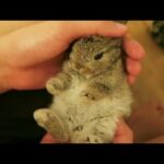 Baby Bunny Being Patted