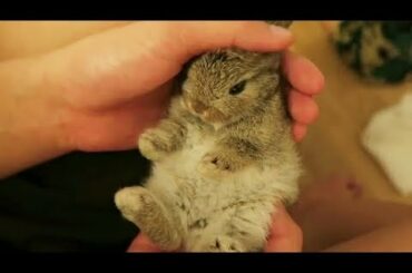 Baby Bunny Being Patted