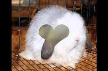 The Cute Rabbit in the World