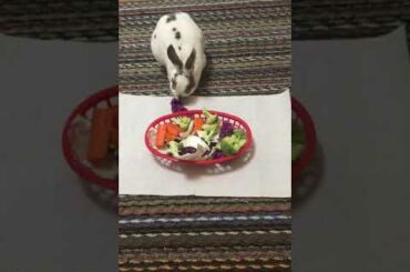 Cute bunny eating veggies