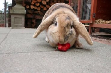Cute Bunny Eats Strawberry **Cuteness Alert**